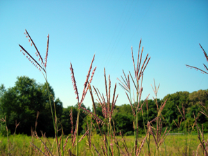 big bluestem 2